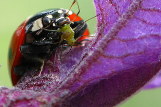Ladybug Eating An Aphid , 8 Lady Bugs Eating Photos In Bug Category