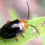 Lamprolina sp of rainforest , 7 Rainforest Beetles Pictures In Beetles Category