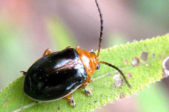 Lamprolina sp of rainforest in Beetles