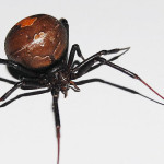 Large Redback Spider , 7 Redback Spider Photo In Spider Category
