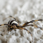 Latrodectus hesperus brown and white spider , 7 Brown And White Spider Photos In Spider Category