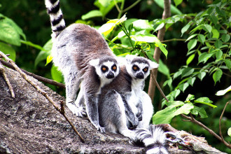 Lemurs Tropical Rainforest , 7 Pictures Of Tropical Rainforest Primates In Primates Category