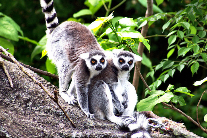 Primates , 7 Pictures Of Tropical Rainforest Primates : Lemurs Tropical Rainforest