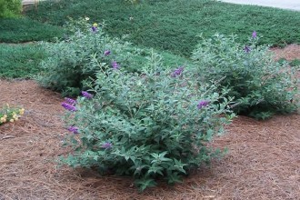 Lo And Behold Blue Chip Butterfly Bush Plants , 6 Lo And Behold Blue Chip Butterfly Bush In Plants Category