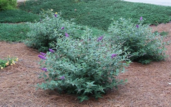 Plants , 6 Lo And Behold Blue Chip Butterfly Bush : Lo And Behold Blue Chip Butterfly Bush Plants