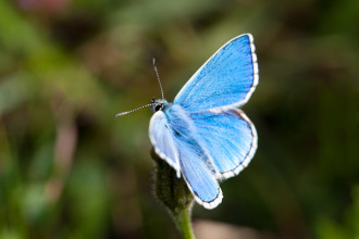 Lysandra Bellargus , 4 Adonis Blue Butterfly Pictures In Butterfly Category