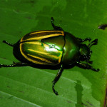 Macraspis sp, rain forest beetles , 7 Rainforest Beetles Pictures In Beetles Category