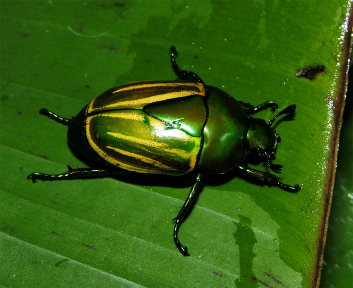 Beetles , 7 Rainforest Beetles Pictures : Macraspis Sp, Rain Forest Beetles