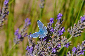 Male Adonis Blue Butterfly , 4 Adonis Blue Butterfly Pictures In Butterfly Category
