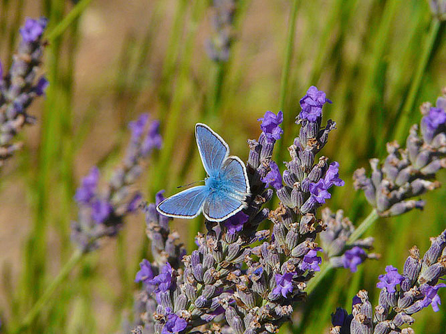 Butterfly , 4 Adonis Blue Butterfly Pictures : Male Adonis Blue Butterfly