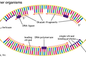 Mcgraw Hill Animations Dna Replication , 5 Animated Dna Replication In Cell Category