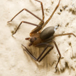 Mediterranean Recluse brown spider , 6 Brown Lacrosse Spider Pictures In Spider Category