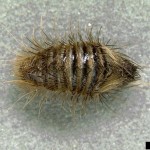  Megatoma variegata - carpet beetle , 5 Carpet Beetle Facts In Beetles Category