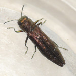 Metallic wood boring beetle , 6 Pictures Of Wood Boring Beetle In Beetles Category