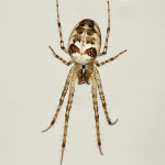 Metellina segmentata brown and white spider , 7 Brown And White Spider Photos In Spider Category