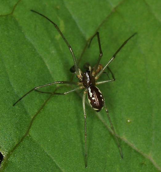Microlinyphia dana spider