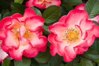 Modern Garden Roses , 7 Modern Roses Names In Plants Category