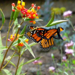 Monarch Butterflies mating , 9 Monarch Butterfly Mating Photos In Butterfly Category