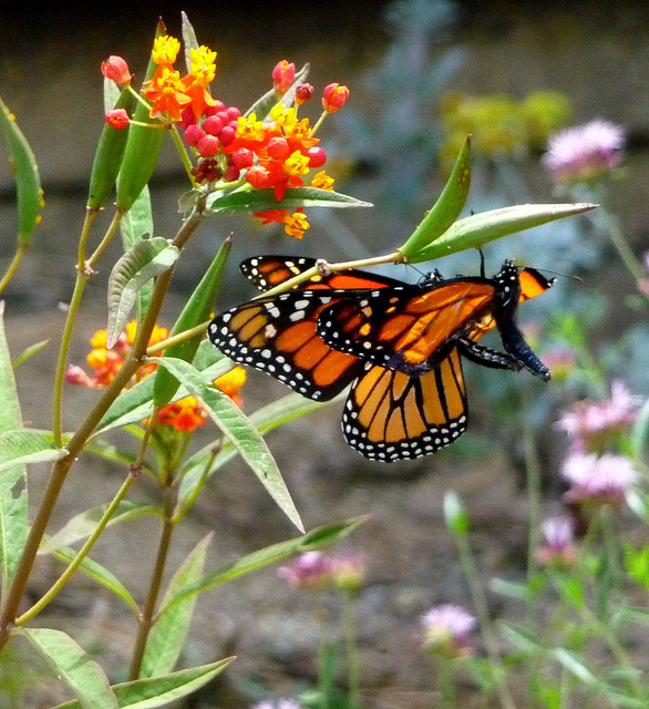 Monarch Butterflies mating