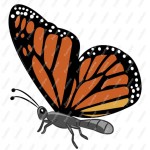 Monarch Butterfly Clip Art , 10 Monarch Butterfly Clip Art In Butterfly Category