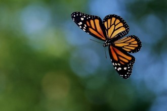 Monarch Butterfly Flying Wallpaper , 6 Photos Of Monarch Butterfly Flying In Butterfly Category