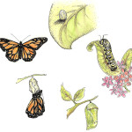 Monarch Butterfly Life Cycle , 4 Life Cycle Of A Monarch Butterfly In Butterfly Category
