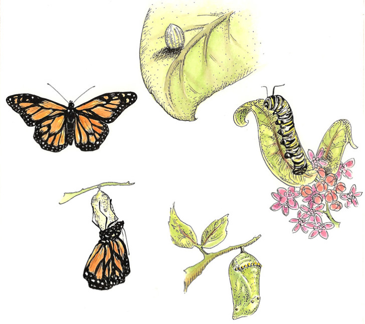 Butterfly , 4 Life Cycle Of A Monarch Butterfly : Monarch Butterfly Life Cycle
