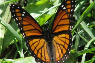 Monarch Butterfly In A Flower , 6 Monarch Butterfly Images In Butterfly Category