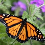 Monarch butterflies , 6 Monarch Butterflies In Butterfly Category