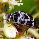 Mordella knulli beetle , 6 White Beetle Bug In Beetles Category