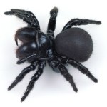 Mouse Spiders , 5 Mouse Spider Facts In Spider Category
