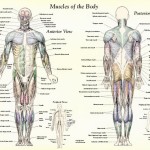 Muscle Anatomy Muscles Body Labeled , 4 Human Body Muscles Labeled In Muscles Category