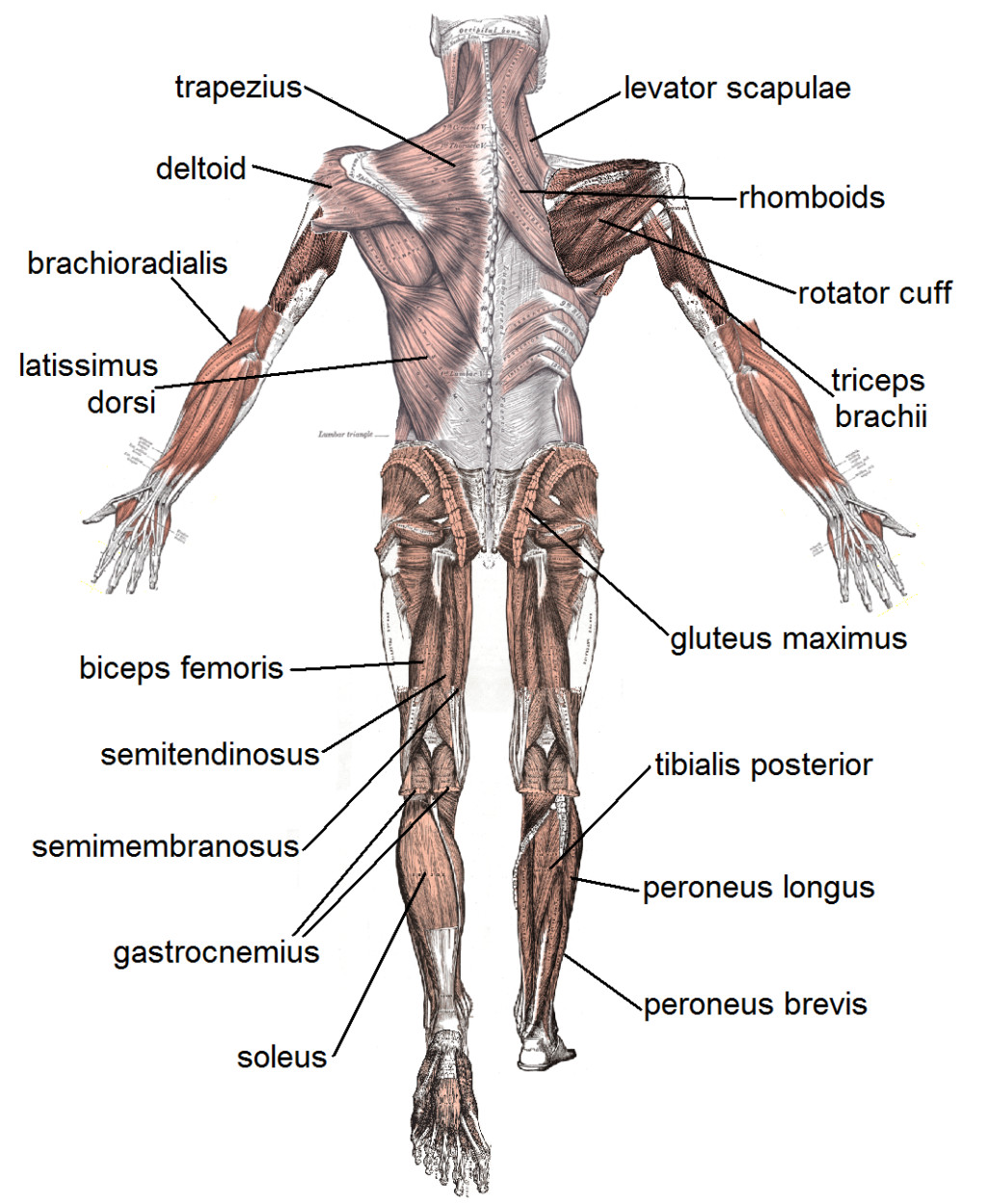 4 Human Body Muscles Labeled Biological Science Picture