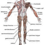 Muscle posterior labeled , 4 Human Body Muscles Labeled In Muscles Category
