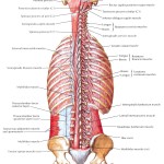 Muscles of Back Deep Layers , 7 Deep Muscles Of Back Anatomy In Muscles Category