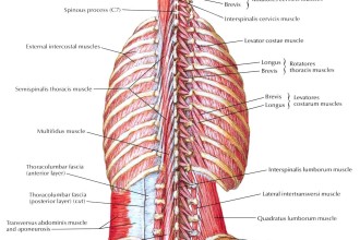Muscles Of Back Deep Layers , 7 Deep Muscles Of Back Anatomy In Muscles Category