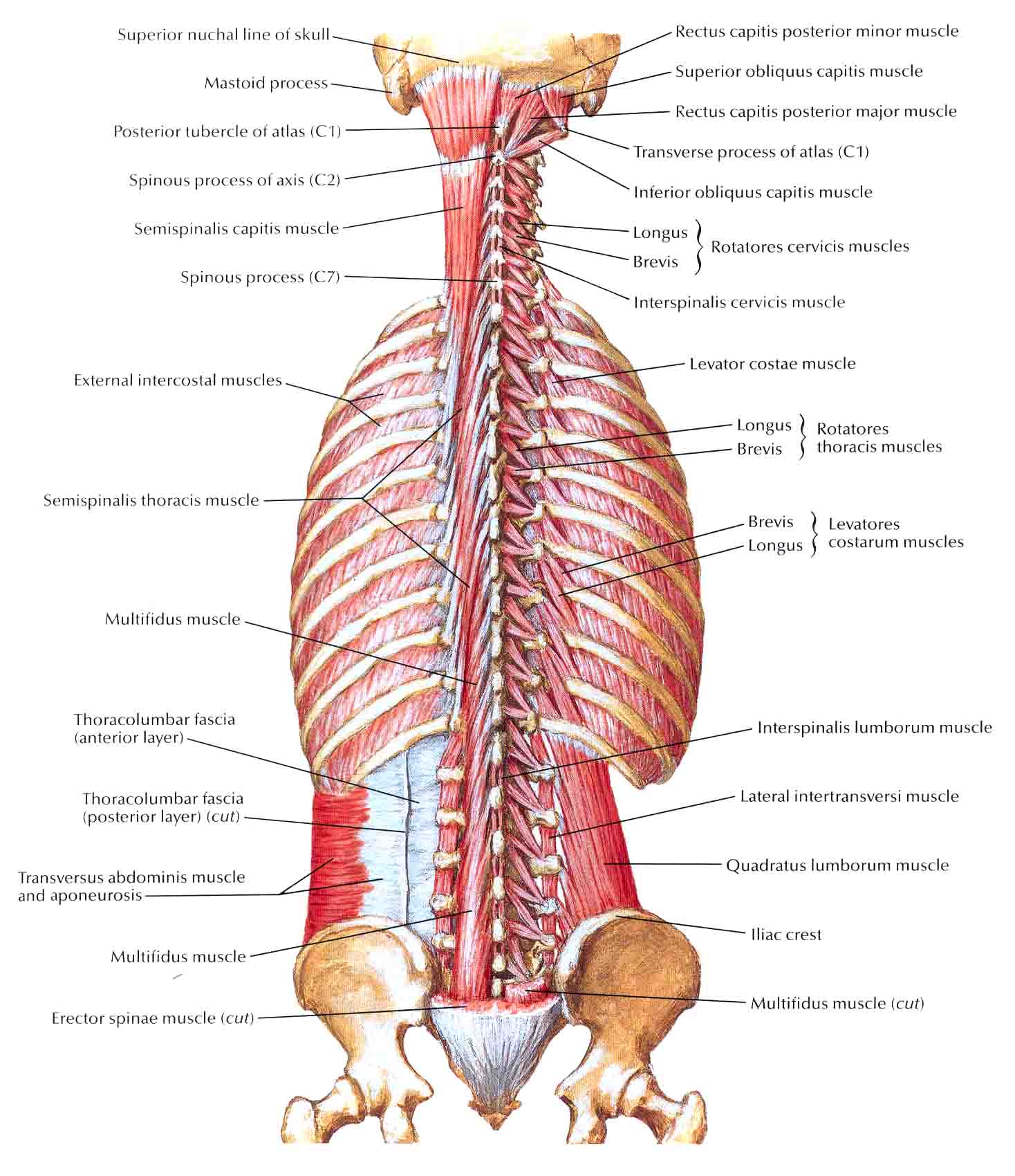 Muscles of Back Deep Layers : Biological Science Picture Directory