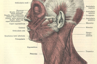 Muscular Anatomy Of The Face , 4 Facial Muscles Anatomy In Muscles Category