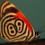 Neglected Eighty Eight Butterfly , 7 Pictures Of Eighty Eight Butterfly In Butterfly Category