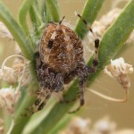 Neoscona arabesca hairy brown spider  , 6 Commons Brown Hairy Spider In Spider Category