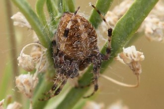 Neoscona Arabesca Hairy Brown Spider  , 6 Commons Brown Hairy Spider In Spider Category