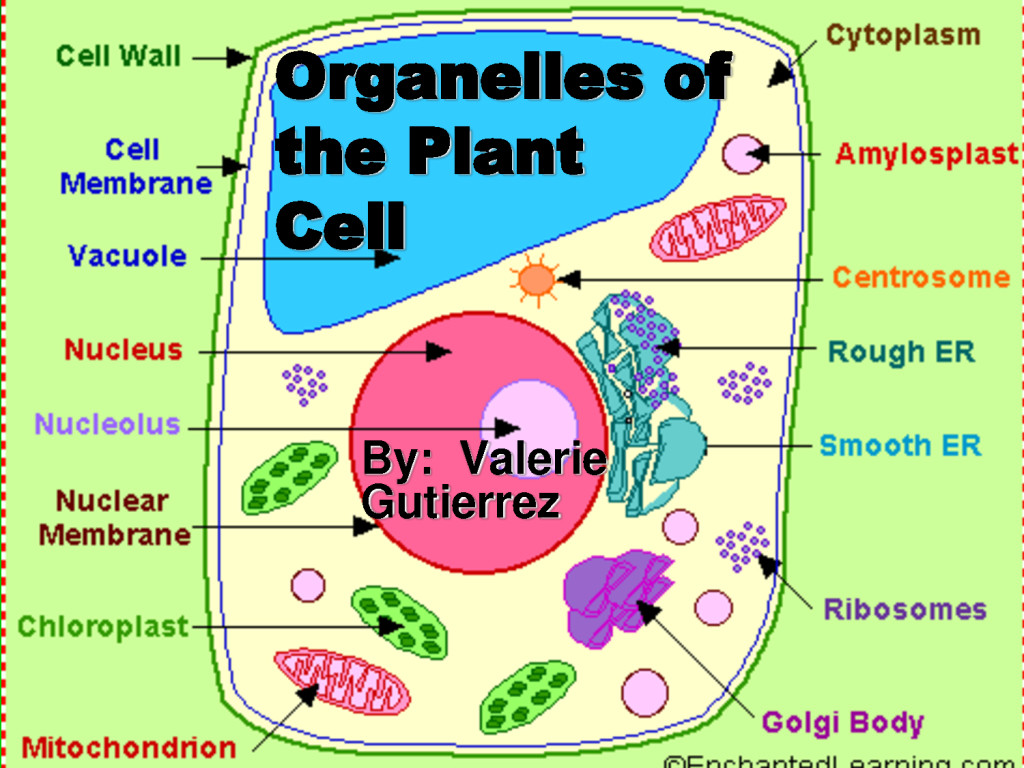 Organelles of the Plant Cell pic 1