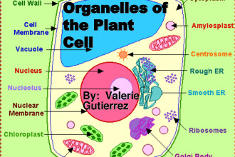 Organelles of the Plant Cell pic 1 in Microbes