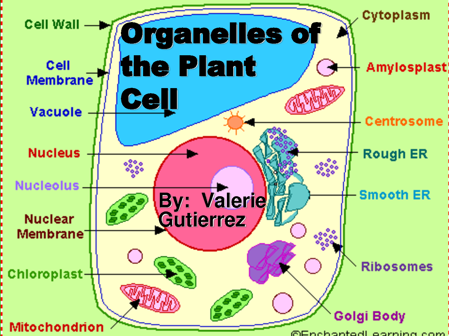 Organelles Of The Plant Cell Pic 1 Biological Science Picture 