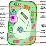 Organelles of the Plant Cell pic 2 , 5 Pictures Of Plant Cell Organelles In Cell Category