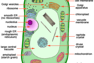 Organelles of the Plant Cell pic 2 in Plants