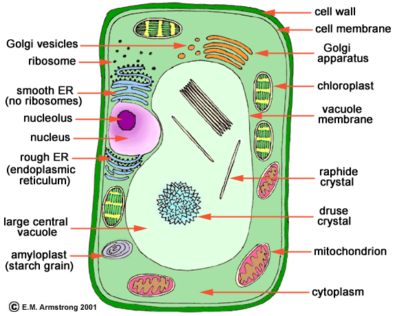Cell , 5 Pictures Of Plant Cell Organelles : Organelles Of The Plant Cell Pic 2