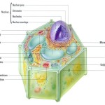 Organelles of the Plant Cell pic 3 , 5 Pictures Of Plant Cell Organelles In Cell Category
