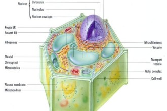 Organelles Of The Plant Cell Pic 3 , 5 Pictures Of Plant Cell Organelles In Cell Category