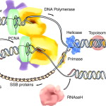 Organization of DNA Replication , 5 Outline Of Dna Replication In Cell Category